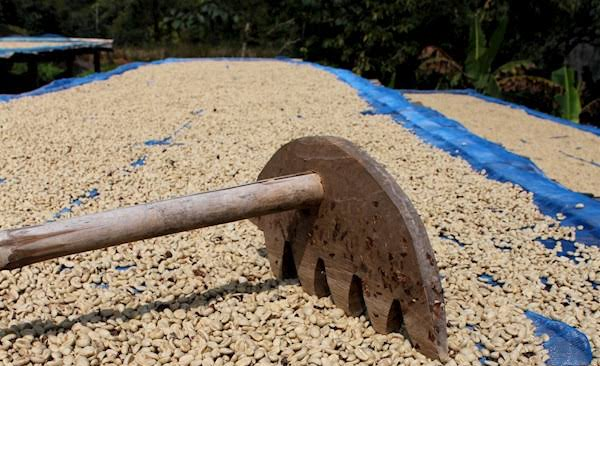 10 Biji Kopi Terbaik di Dunia Versi TasteAtlas, Ada dari Indonesia! 11 image 165