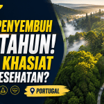 Hutan Penyembuh Buçaco Portugal berusia 400 tahun GOTO77