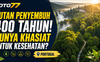 Hutan Penyembuh Buçaco Portugal berusia 400 tahun GOTO77